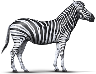 Zebra